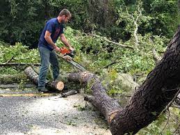 Best Lot and Land Clearing  in Hopkins, SC